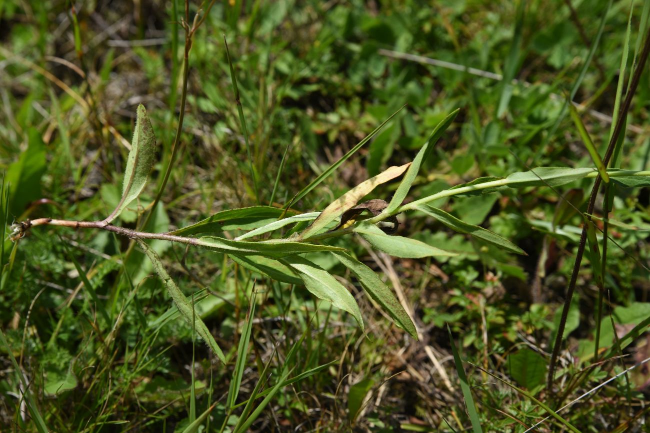 Изображение особи род Hieracium.