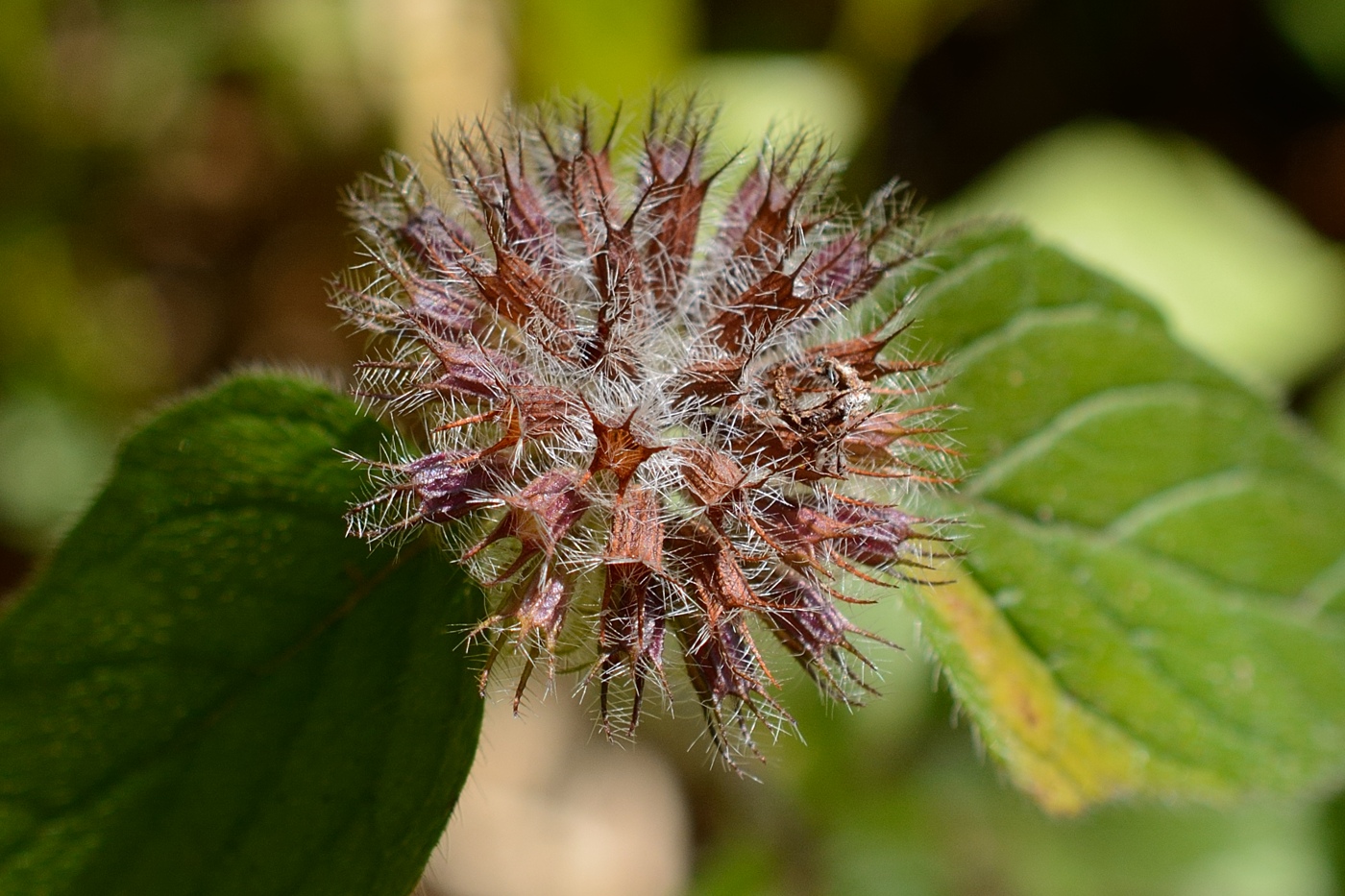 Image of Clinopodium vulgare specimen.