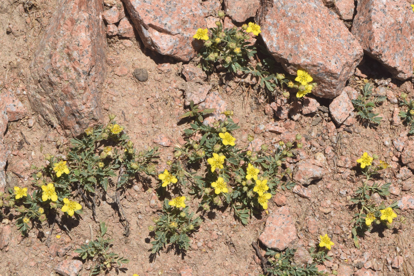 Image of Potentilla orientalis specimen.