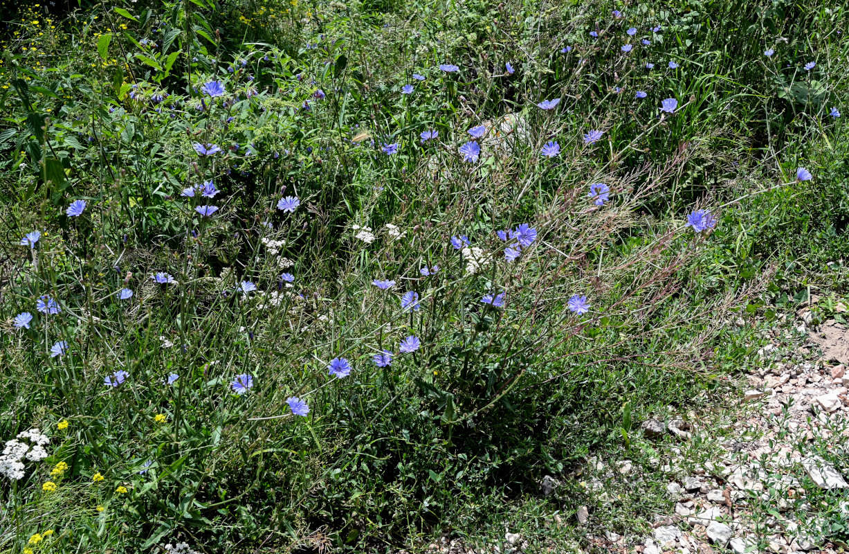 Image of Cichorium intybus specimen.