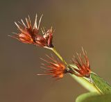 Смотреть изображение Lespedeza davurica