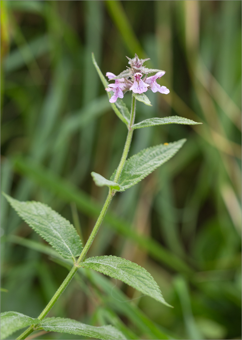 Изображение особи Stachys palustris.