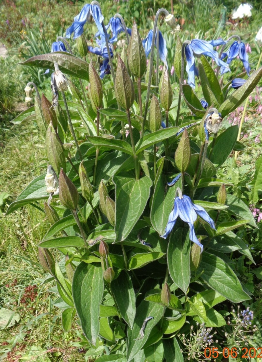 Изображение особи Clematis integrifolia.