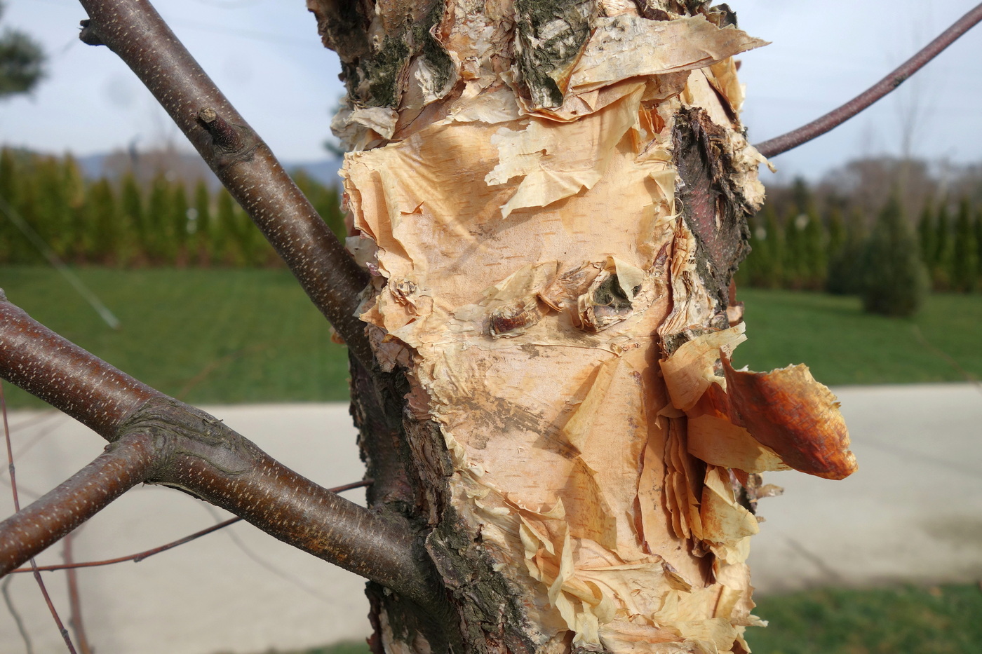 Image of Betula dauurica specimen.