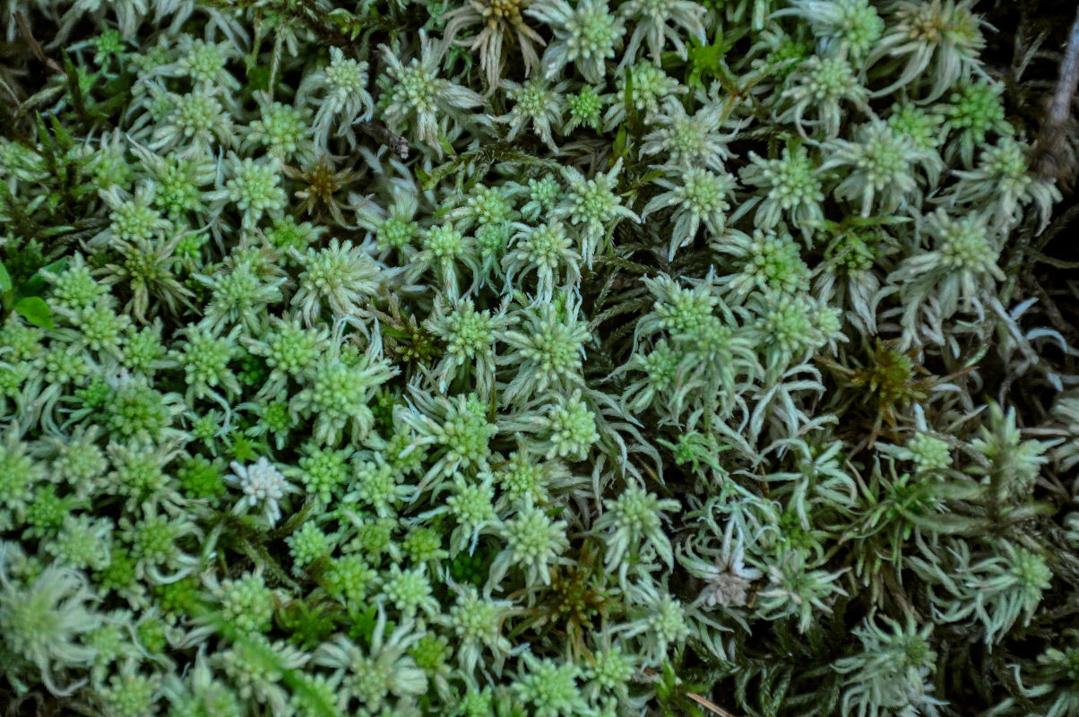 Image of genus Sphagnum specimen.