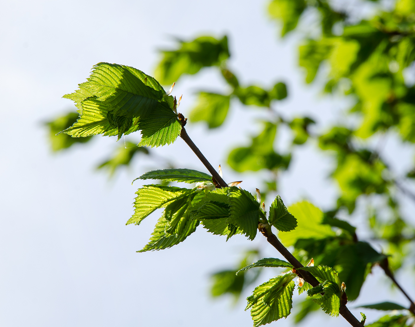 Изображение особи род Ulmus.