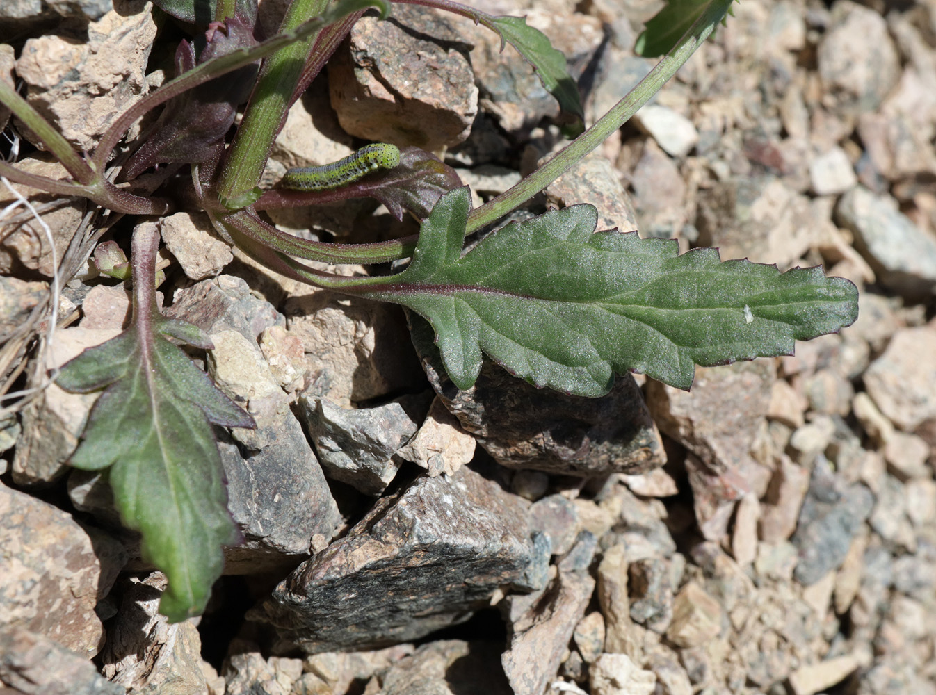 Изображение особи Scrophularia incisa.