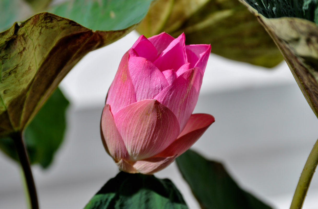 Image of Nelumbo nucifera specimen.