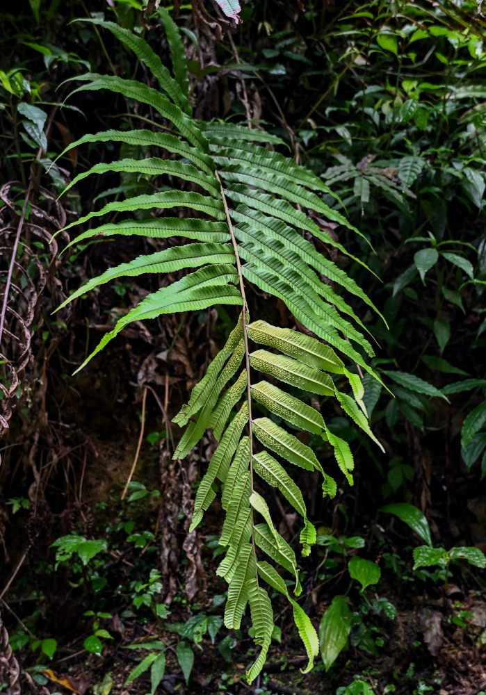 Image of Thelypteris truncata specimen.