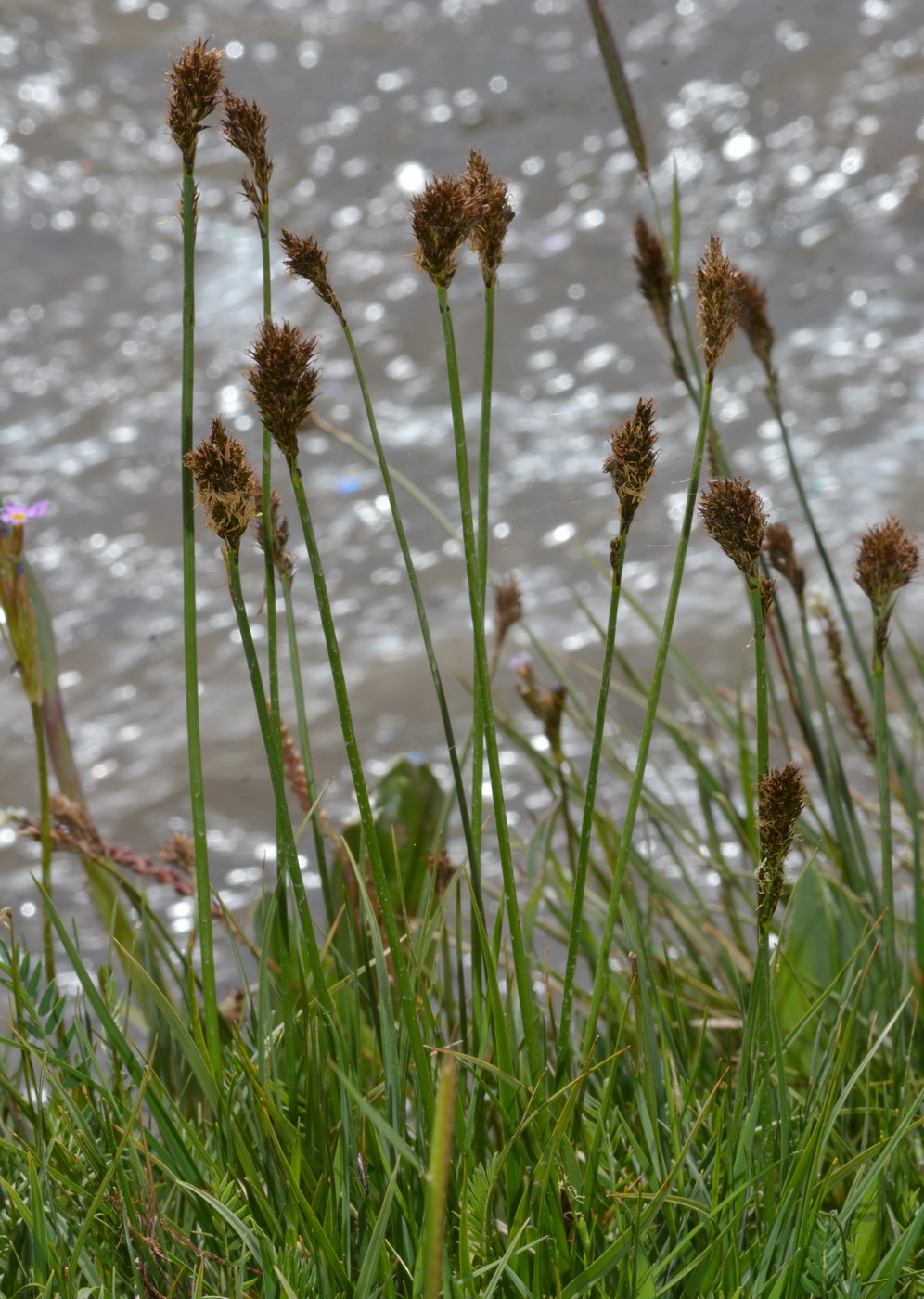 Image of Kobresia stenocarpa specimen.