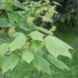 Смотреть изображение Acer spicatum