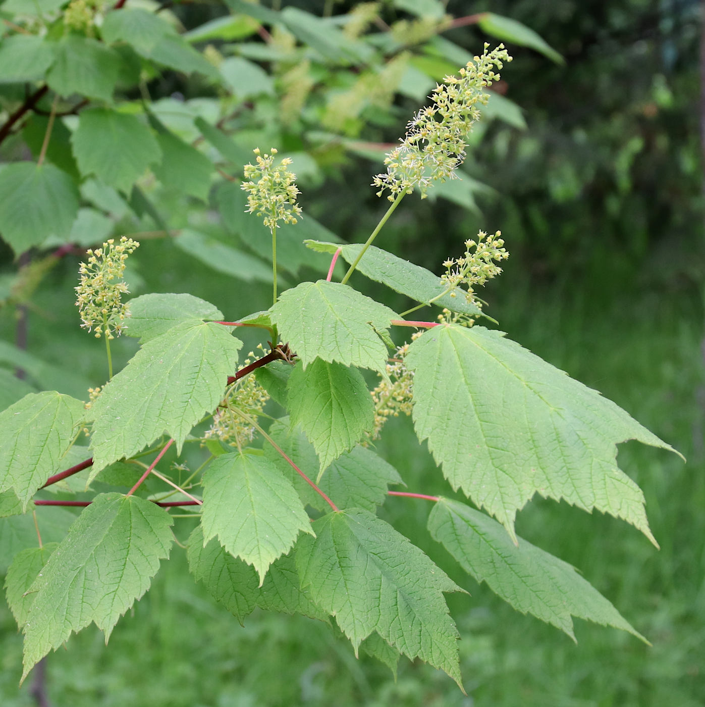 Изображение особи Acer spicatum.