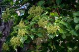 Hydrangea petiolaris. Верхушки побегов с отцветающими соцветиями и формирующимися плодами. Курильские о-ва, о-в Итуруп, долина р. Сторожевая, опушка широколиственного леса, на стволе Quercus. 20.08.2023.