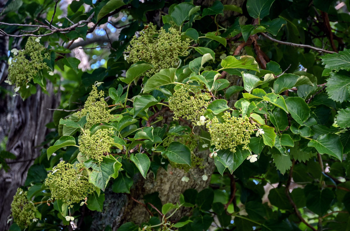 Image of Hydrangea petiolaris specimen.