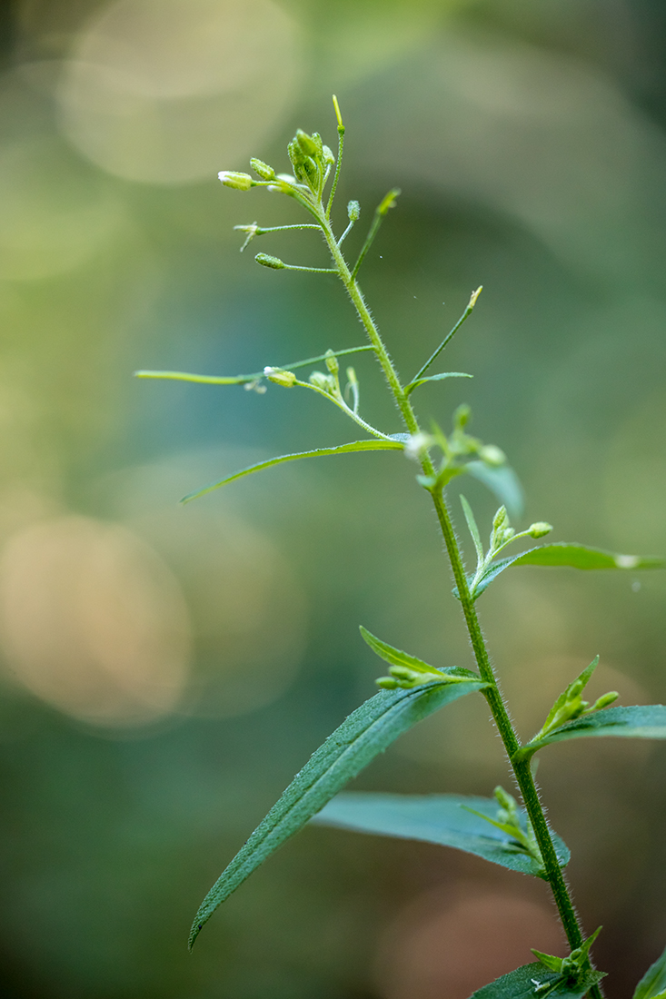 Изображение особи Arabis pendula.