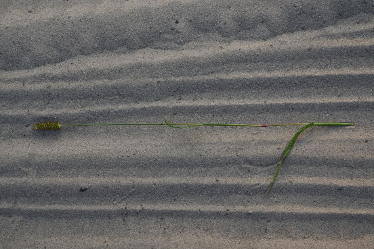 Image of Setaria pumila specimen.