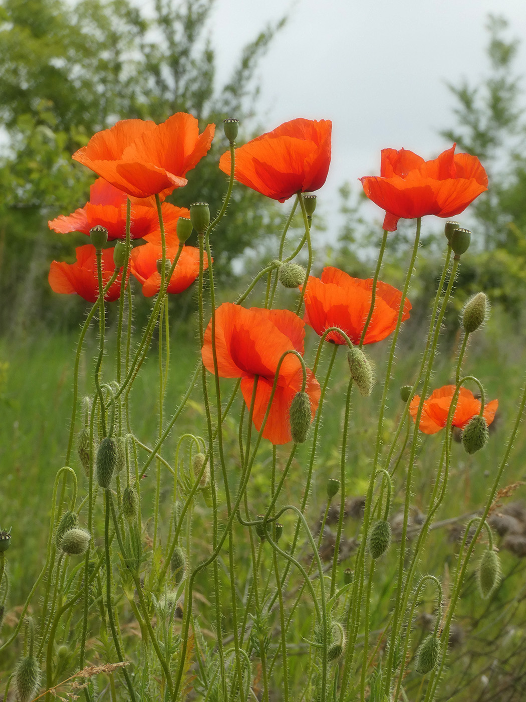 Image of Papaver rhoeas specimen.