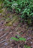 Pimpinella saxifraga