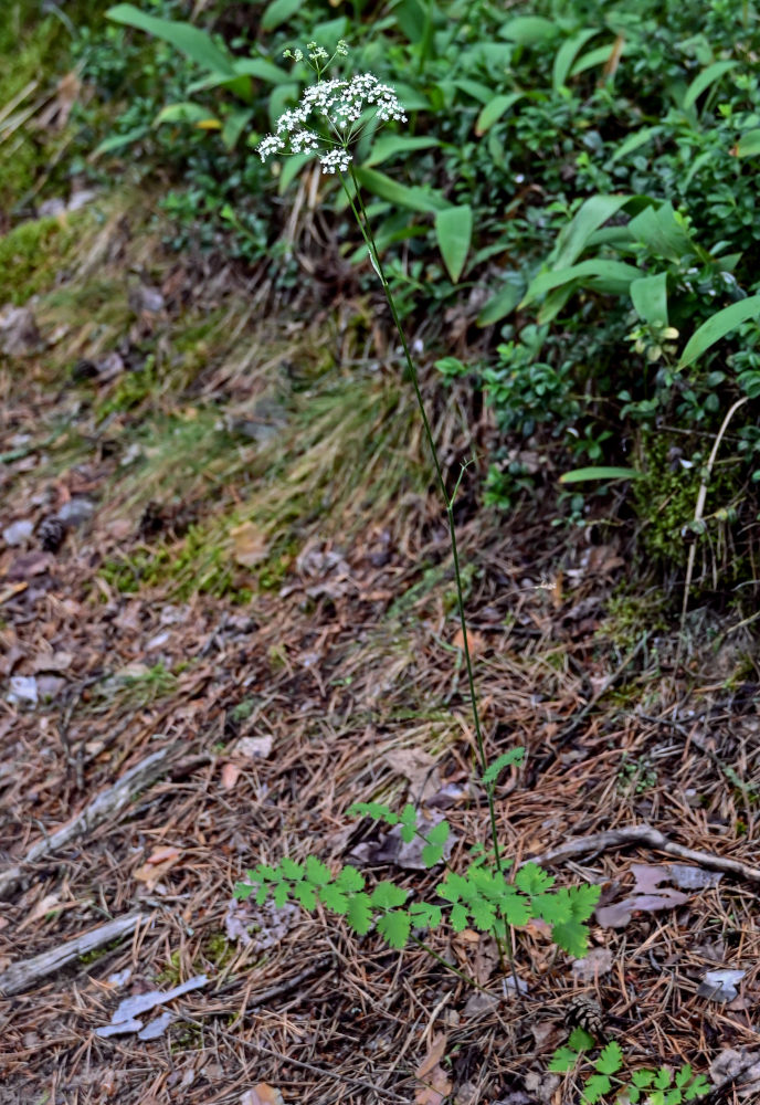 Image of Pimpinella saxifraga specimen.