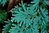 Selaginella willdenowii. Часть побега. Китай, Гуанси-Чжуанский автономный р-н, г. Синпин, опушка широколиственного леса, глинистый склон. 01.06.2024.