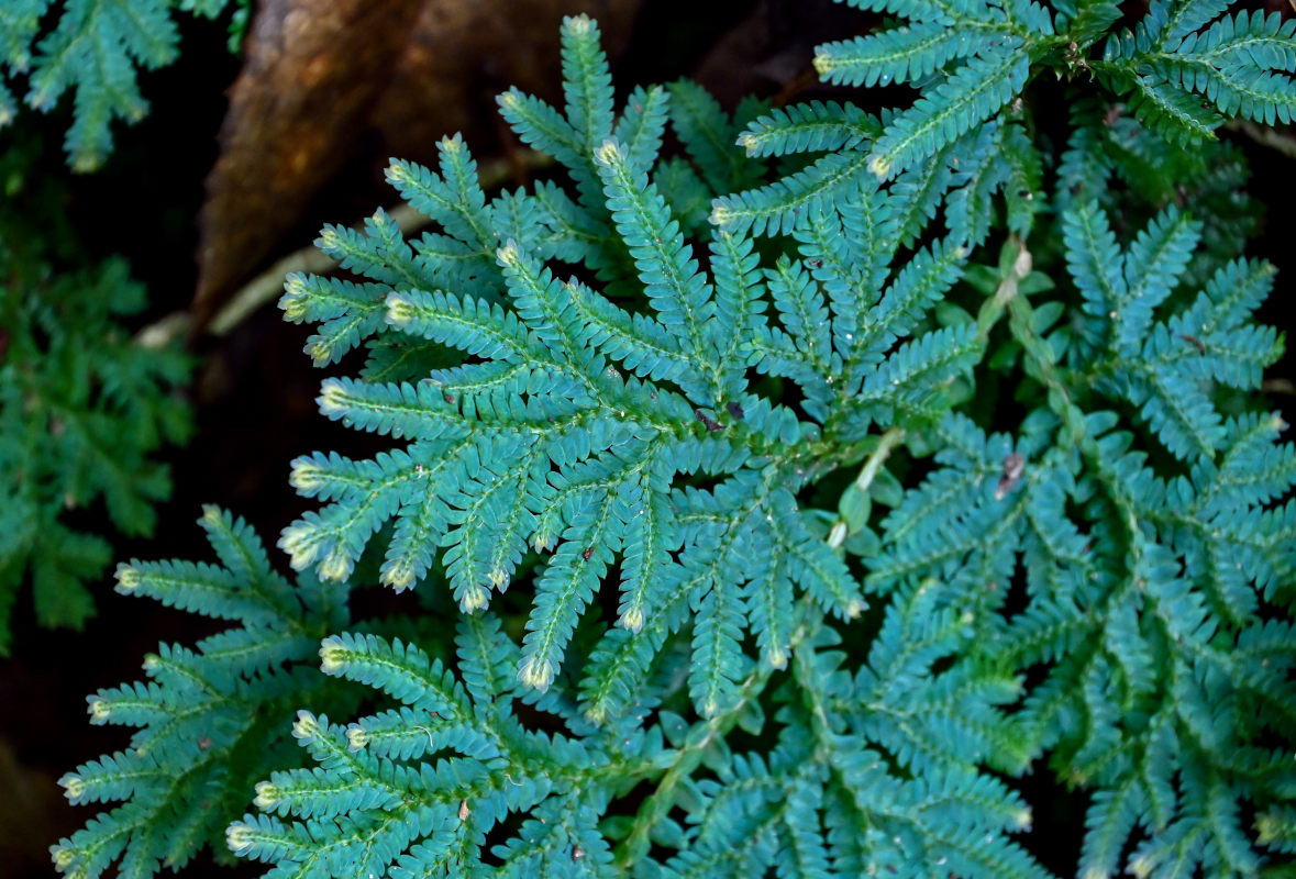 Image of Selaginella willdenowii specimen.