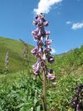 Aconitum leucostomum. Соцветие. Казахстан, Восточно-Казахстанская обл, Зайсанский р-н; южный макросклон хр. Саур, обращенный к Шиликтинской впадине, ур. Тик-Булак, ≈ 1740 м н.у.м., основание склона у берег ручья. 1 июля 2024 г.