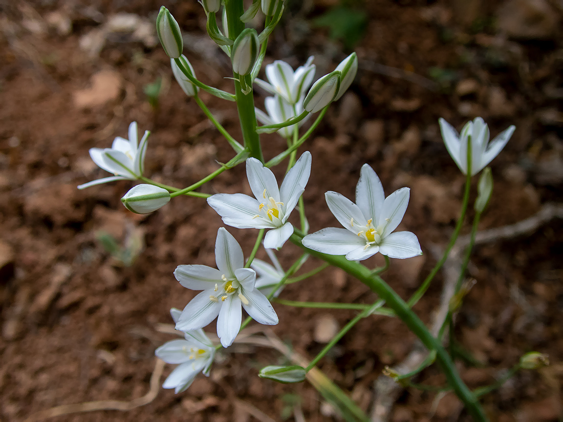 Image of Ornithogalum ponticum specimen.