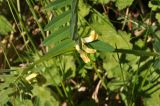 Vicia balansae