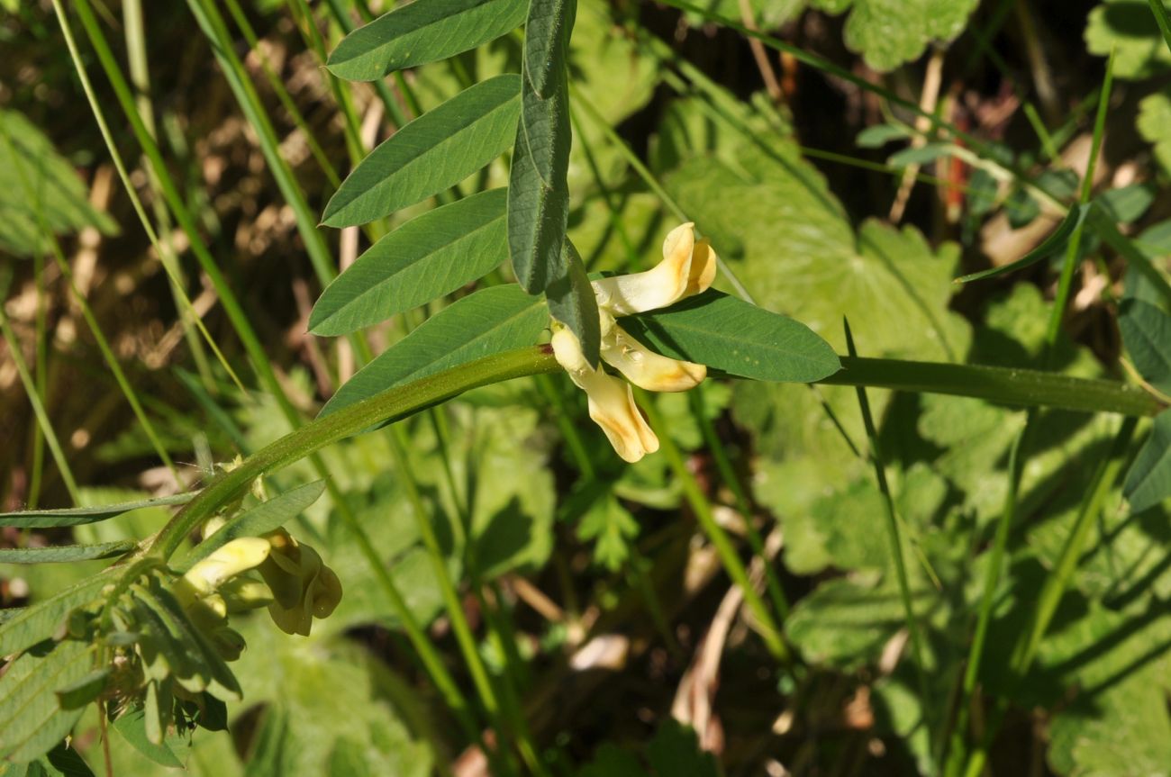 Изображение особи Vicia balansae.