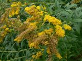 Solidago canadensis