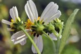 Bidens alba. Часть общего соцветия (вид со стороны обёрток). Вьетнам, пров. Кханьхоа, дорога между г. Нячанг и г. Далат, заросший палисадник при кафе. 29.07.2024.