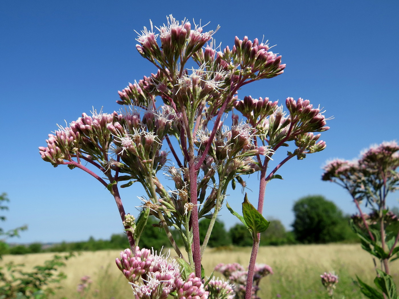 Image of Eupatorium cannabinum specimen.