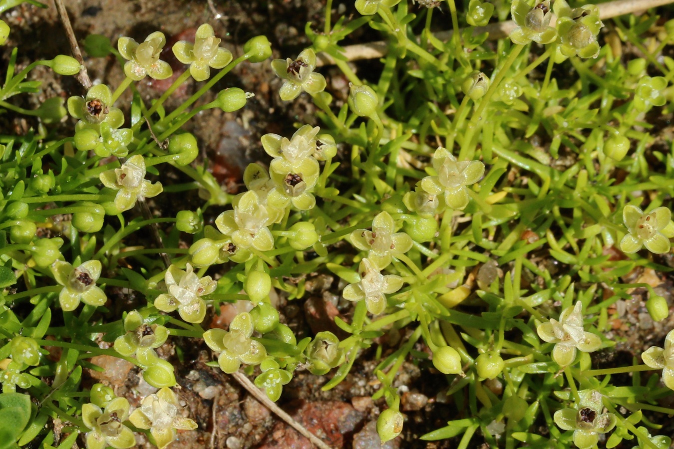 Image of Sagina procumbens specimen.