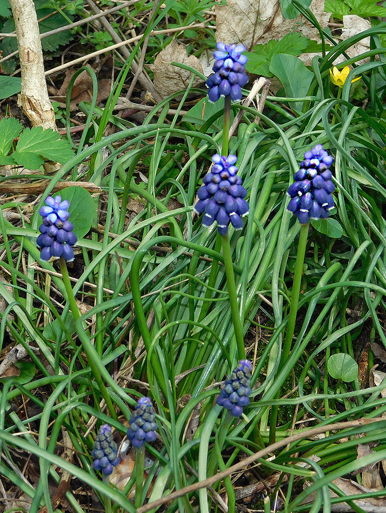 Image of Muscari neglectum specimen.