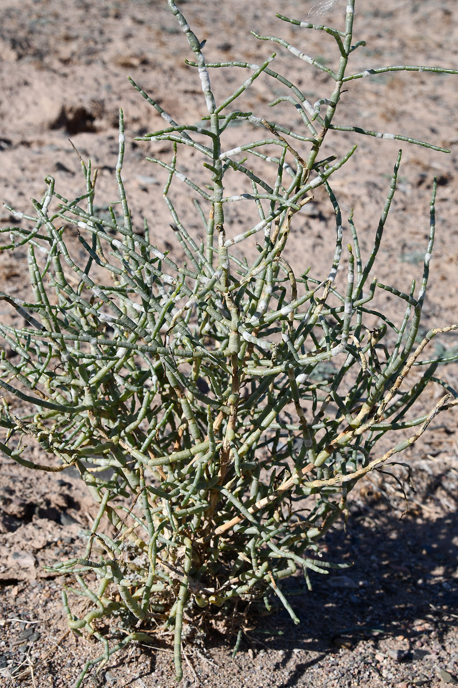 Image of Arthrophytum balchaschense specimen.