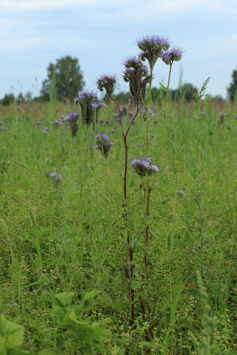 Изображение особи Phacelia tanacetifolia.