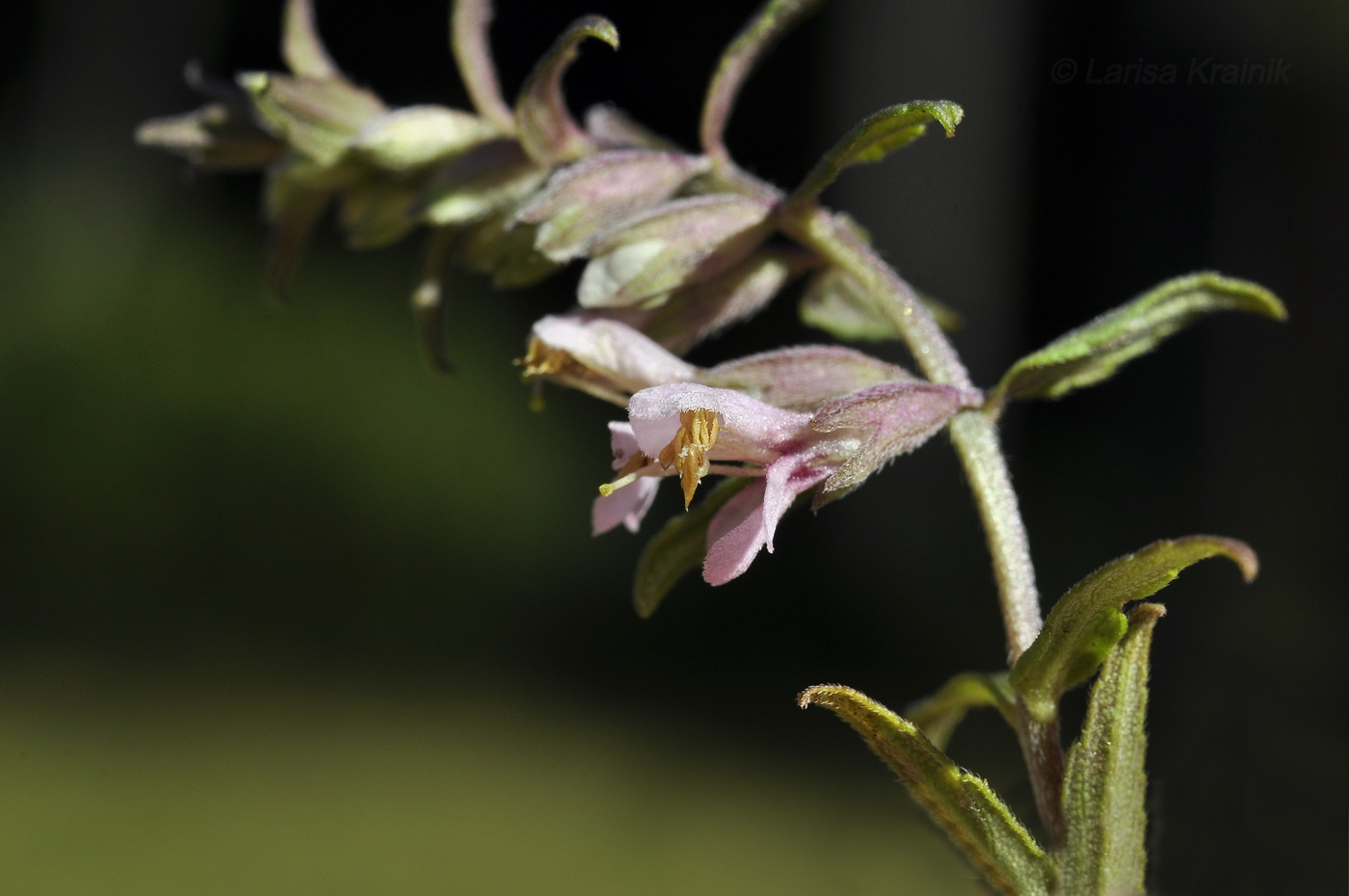 Изображение особи Odontites vulgaris.