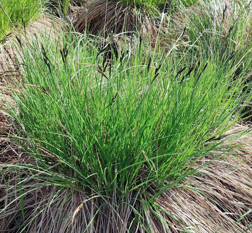 Image of Carex omskiana specimen.