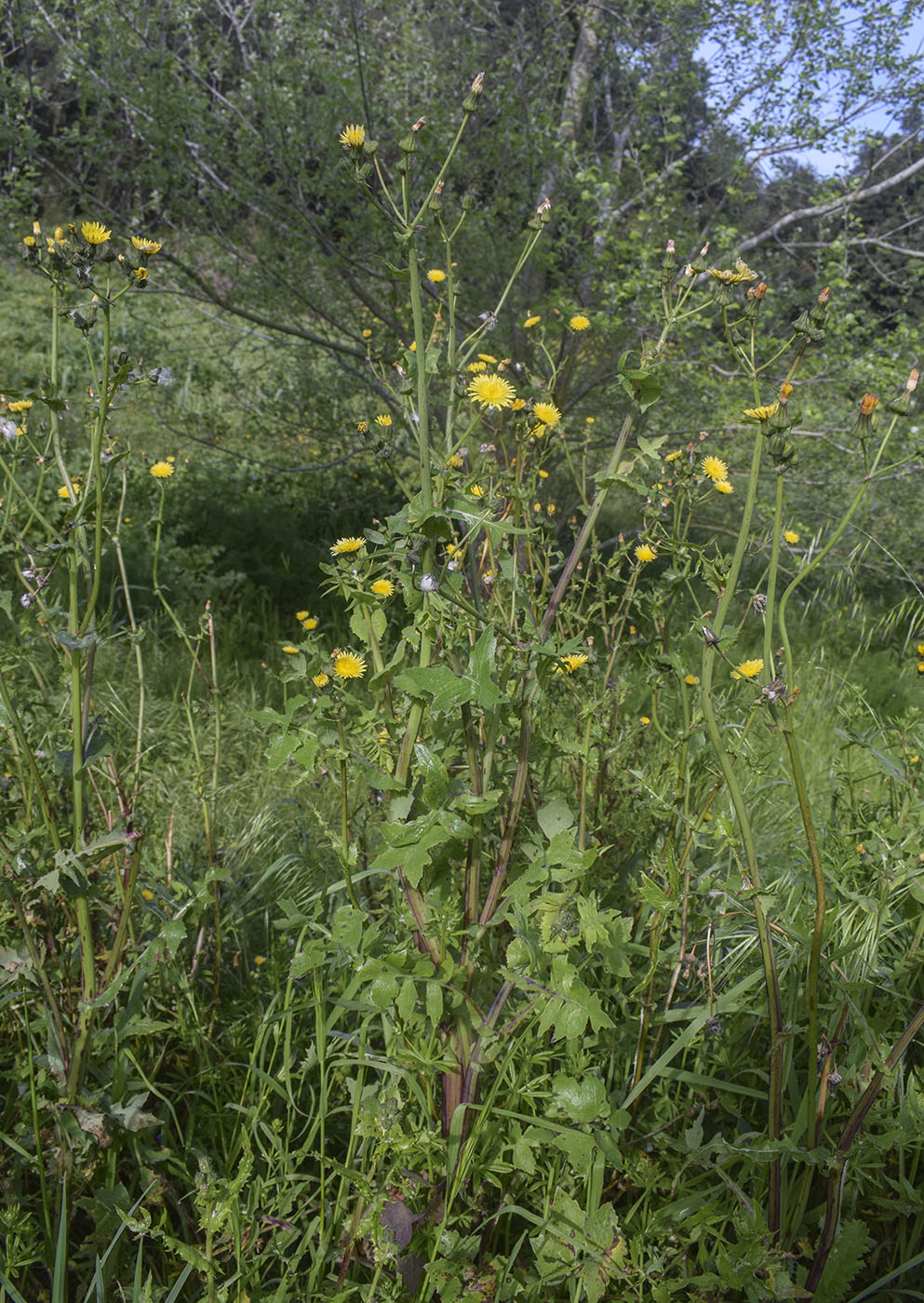Изображение особи Sonchus oleraceus.