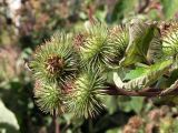 Смотреть изображение Arctium lappa