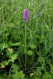 Смотреть изображение Dactylorhiza baltica