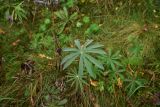 View full-size image Lupinus polyphyllus