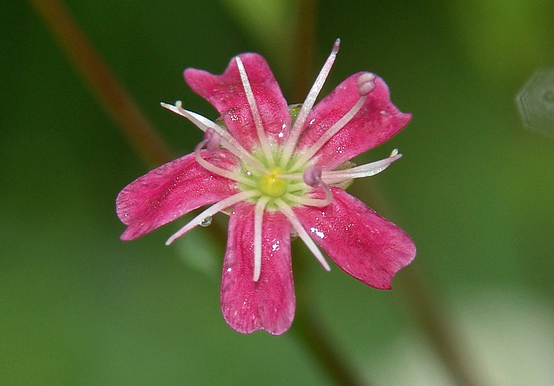 Image of Gypsophila paniculata specimen.