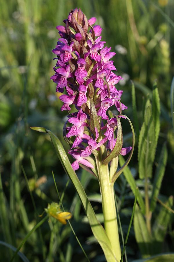 Image of Dactylorhiza incarnata specimen.