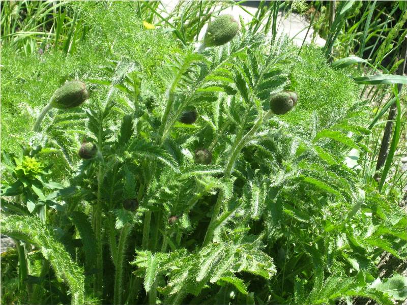 Image of Papaver setiferum specimen.