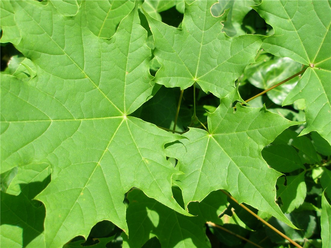 Image of Acer platanoides specimen.