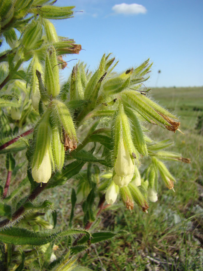 Image of Onosma visianii specimen.