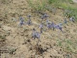 Eryngium caeruleum