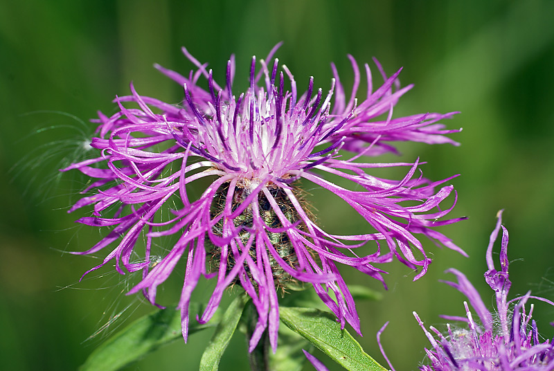 Image of Centaurea phrygia specimen.