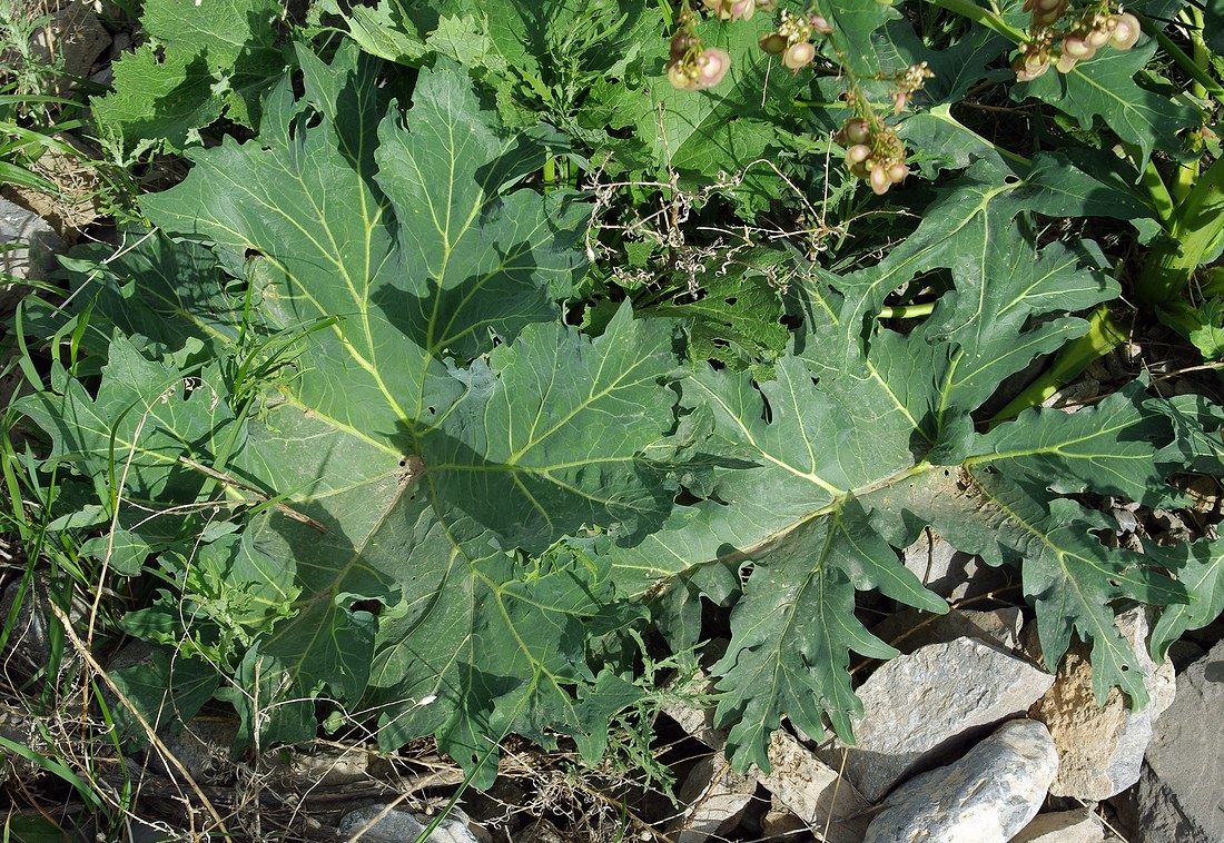 Image of Megacarpaea orbiculata specimen.